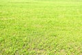 Background, green field of grass mowed in summer Royalty Free Stock Photo