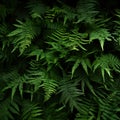 Background of green forest fern, copy space Royalty Free Stock Photo