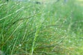 Background of green fresh grass covered with dew in the morning Royalty Free Stock Photo