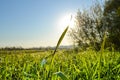 Background of green fresh grass with dew in the morning Royalty Free Stock Photo