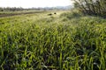 Background of green fresh grass with dew in the morning Royalty Free Stock Photo