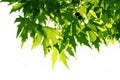 Background of green fresh leaves of Platanus orientalis. Beauty foliage. Natural background for design or texture