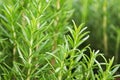 Background of green fresh rosemary herb bunches Royalty Free Stock Photo