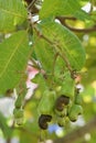 Background of green fruit of cashew tree. Scientific name is Anacardium occidentale Royalty Free Stock Photo