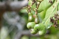 Background of green fruit of cashew tree. Scientific name is Anacardium occidentale Royalty Free Stock Photo