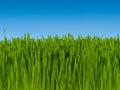 Background of Green Grass Against Blue Sky (macro focus) 16 inc Royalty Free Stock Photo