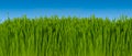Background of Green Grass Against Blue Sky (macro focus) 16 inc Royalty Free Stock Photo