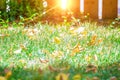 Background of green grass with autumn yellow leaves with sunlight flare Royalty Free Stock Photo