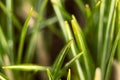 Background with green grass macro, soft focus Royalty Free Stock Photo