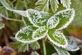 Background from a green grass covered with hoarfrost Royalty Free Stock Photo