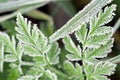 Background from a green grass covered with hoarfrost Royalty Free Stock Photo