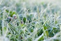 Background from a green grass covered with hoarfrost Royalty Free Stock Photo