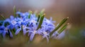 Background. green grass covered with shiny dew drops Royalty Free Stock Photo