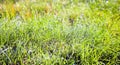 Background of green grass with dew drops on the autumn green uncut lawn Royalty Free Stock Photo