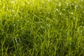 Background with green grass with drops after rain