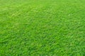 Background of green grass field. Green grass pattern and texture Royalty Free Stock Photo