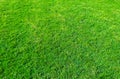 Background of green grass field. Green grass pattern and texture. Green lawn for background Royalty Free Stock Photo