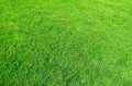 Background of green grass field. Green grass pattern and texture. Green lawn for background Royalty Free Stock Photo