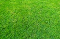Background of green grass field. Green grass pattern and texture. Green lawn for background Royalty Free Stock Photo