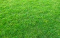 Background of green grass field. Green grass pattern and texture. Green lawn for background Royalty Free Stock Photo