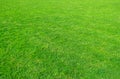 Background of green grass field. Green grass pattern and texture. Green lawn for background Royalty Free Stock Photo
