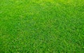 Background of green grass field. Green grass pattern and texture. Green lawn for background Royalty Free Stock Photo