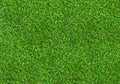 Background of green grass field. Green grass pattern and texture. Green lawn for background Royalty Free Stock Photo