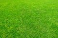 Background of green grass field. Green grass pattern and texture. Green lawn for background Royalty Free Stock Photo