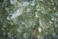 Background of green grass on a lawn covered with ice. Winter weather surprises. Unexpected ice Royalty Free Stock Photo