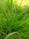 A background with green grass in my yard