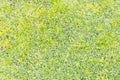 Background green grass or nature background. Royalty Free Stock Photo