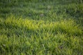 Background of green grass, shallow depth of field. Royalty Free Stock Photo