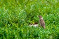 Background with green grass and a sparrow sitting in it Royalty Free Stock Photo