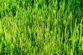 Background of a green grass.