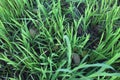 Background of a green grass. Green grass texture Green grass texture from a field. Green Grass Close Up Details. Royalty Free Stock Photo
