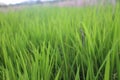 Background of a green grass. Green grass texture Green grass texture from a field. Green Grass Close Up Details. Royalty Free Stock Photo