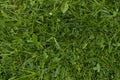 Background of green grass. Green grass texture top view closeup. Fresh lawn. Royalty Free Stock Photo