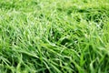 Background with green grass with waterdrops, soft selective focus. Royalty Free Stock Photo