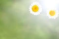 Background of Green Grass and White Daisy Flowers Royalty Free Stock Photo