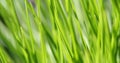 Background - green grass Royalty Free Stock Photo