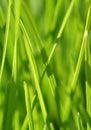 Background - green grass Royalty Free Stock Photo