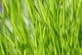 Background - green grass Royalty Free Stock Photo