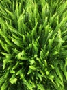 Background of green heather. Calluna vulgaris Royalty Free Stock Photo