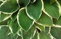 Background of green Hosta leaves, framed by a white border, side view