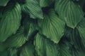 Green Hosta Leaves