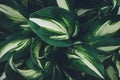 Dark Green Hosta Leaves Royalty Free Stock Photo