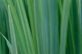 Background of green iris leaves. Macro view of abstract nature texture and background organic pattern Royalty Free Stock Photo