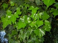 Background of green ivy leaves in a city park Royalty Free Stock Photo