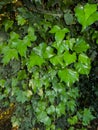 Background of green ivy leaves in a city park Royalty Free Stock Photo