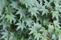 Background of green Japanese maple leaves Royalty Free Stock Photo